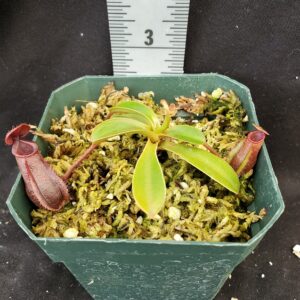 20210908_121526-R-sm-Sept-21-300x300 Nepenthes muluensis x lowii BE 3128