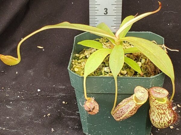20210908_122249-R-Sept-21-600x450 Nepenthes spectabilis x mira BE 3181
