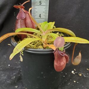 20210908_123446-R-med-Sept-21-300x300 Nepenthes densiflora x rafflesiana BE3719