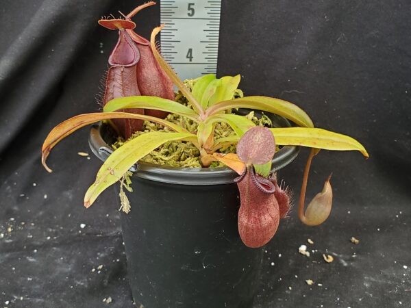 20210908_123446-R-med-Sept-21-600x450 Nepenthes densiflora x rafflesiana BE3719