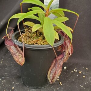 20210908_125210-R-Med-Sept-2021-300x300 Nepenthes glabrata x hamata BE 4005