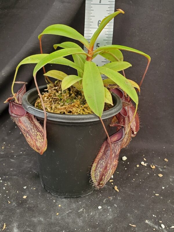 20210908_125210-R-Med-Sept-2021-600x801 Nepenthes glabrata x hamata BE 4005