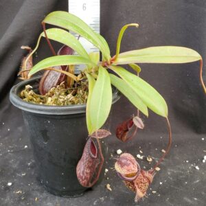20210908_125446-R-med-Seept-21-300x300 Nepenthes glabrata x hamata BE 4005