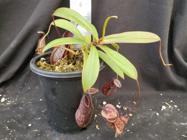 20210908_125446-R-med-Seept-21-600x450 Nepenthes glabrata x hamata BE 4005