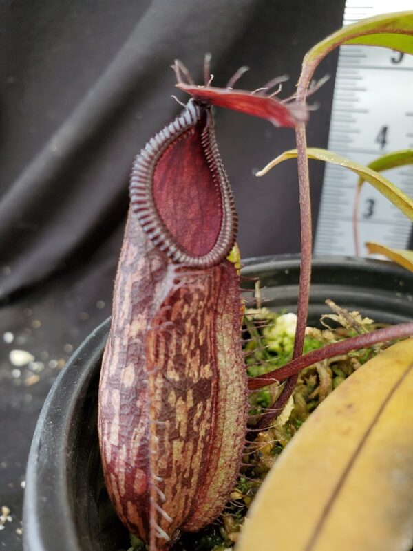 20210908_125514-R-Sept-21-m-600x801 Nepenthes glabrata x hamata BE 4005