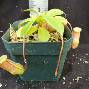 20210908_140004-R-sm-Sept-21-300x300 Nepenthes ventricosa x sibuyanensis BE 3757