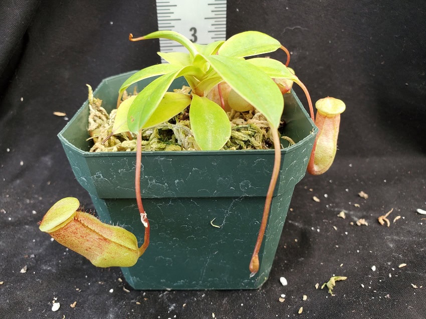 Nepenthes ventricosa x sibuyanensis BE 3757 – Bergen Water Gardens