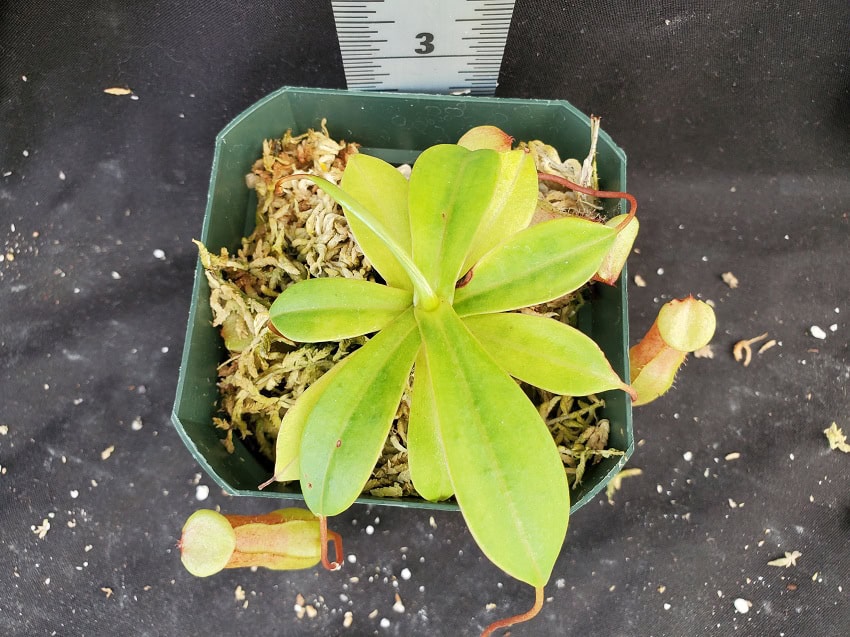洋楽 anesthesy Nepenthes ventricosa x sibuyanensis BE 3757 – Bergen Water Gardens