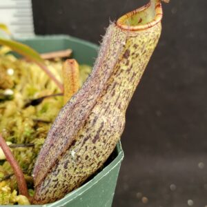 20210908_140358-R-300x300 Nepenthes ramispina x vogelii BE 3957
