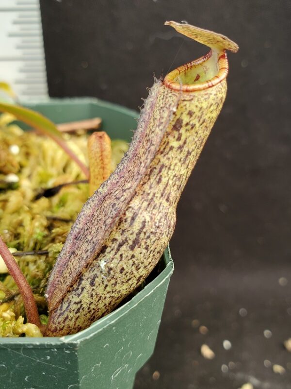 20210908_140358-R-600x801 Nepenthes ramispina x vogelii BE 3957
