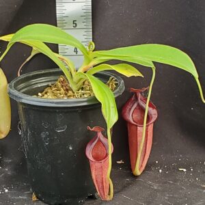 20210908_141556-R-med-Sept-2021-300x300 Nepenthes spathulata x jacquelineae BE3883