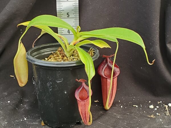20210908_141556-R-med-Sept-2021-600x450 Nepenthes spathulata x jacquelineae BE3883