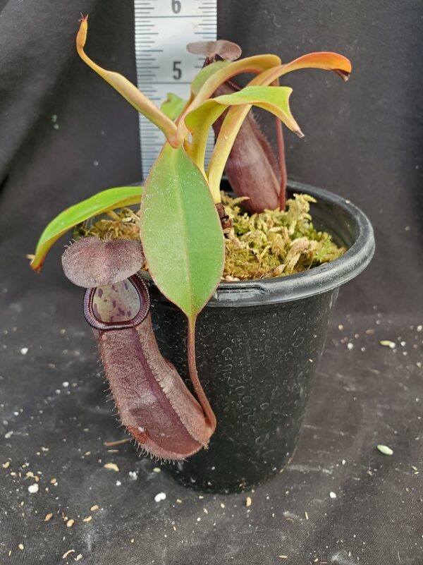 20210908_143049-R-Med-Sept-21-1-600x801 Nepenthes maxima x ramispina BE3740