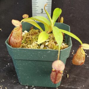 20210908_143855-R-sm-Sept-21-300x300 Nepenthes spectabilis x talangensis BE 3769