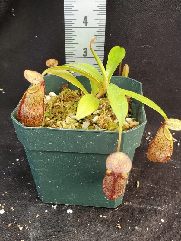 20210908_143855-R-sm-Sept-21-600x801 Nepenthes spectabilis x talangensis BE 3769