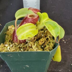 20210908_153912-R-Sept-2021-300x300 Nepenthes maxima x (lowii x macrophylla): BE3709