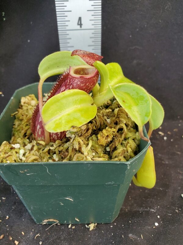 20210908_153912-R-Sept-2021-600x801 Nepenthes maxima x (lowii x macrophylla): BE3709