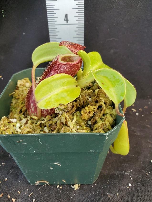 Nepenthes maxima x (lowii x macrophylla): BE3709