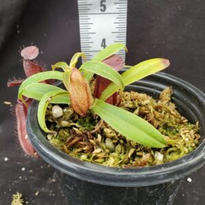 20210909_162944-r-sm-Sept-2021-300x300 Nepenthes glabrata x hamata BE3912