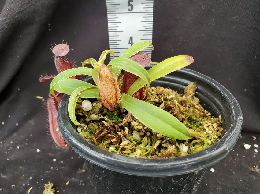 Nepenthes glabrata x hamata BE3912 – Bergen Water Gardens, Lotus