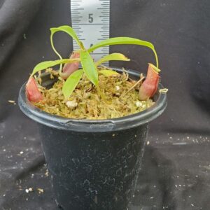 20210910_113946-R-300x300 Nepenthes spathulata x flava BE 4048