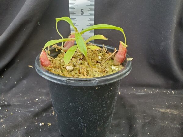20210910_113946-R-600x450 Nepenthes spathulata x flava BE 4048