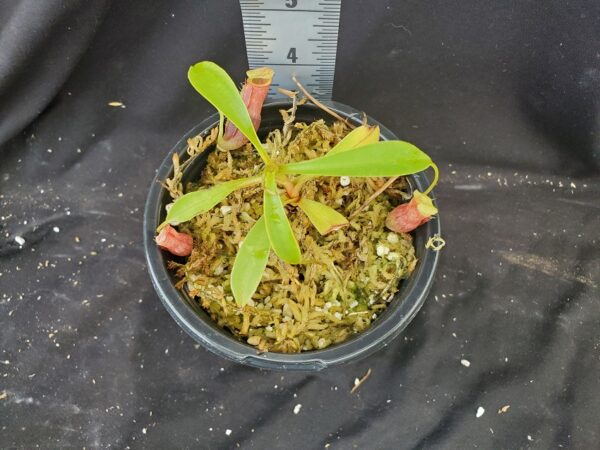 20210910_113948-R-600x450 Nepenthes spathulata x flava BE 4048
