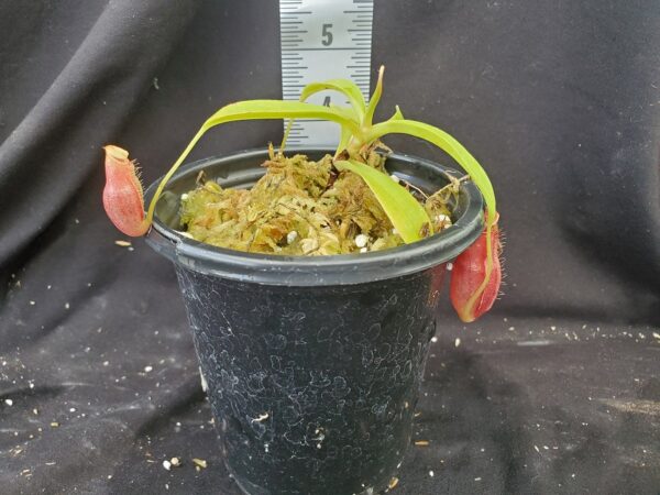 20210910_113959-R-600x450 Nepenthes spathulata x flava BE 4048