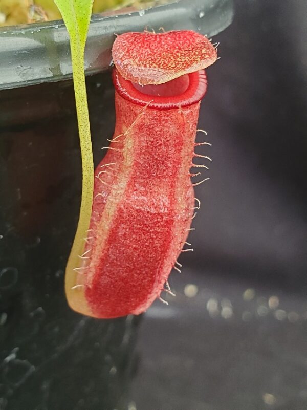 20210910_114037-r-600x801 Nepenthes spathulata x flava BE 4048