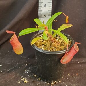 20210911_162738-R-sm-Sept-21-300x300 Nepenthes ventricosa x dubia BE3742
