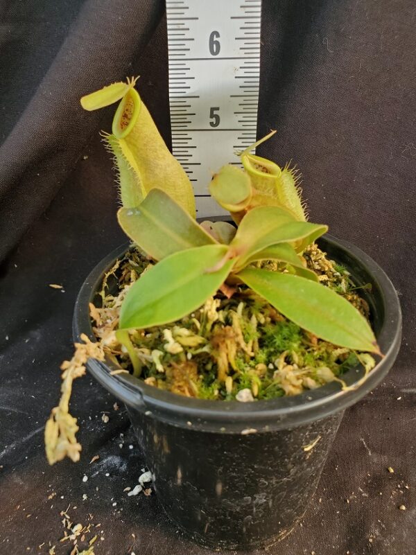 20210911_163205-R-Sept-21-600x801 Nepenthes spathulata x ampullaria – all green BE 4050