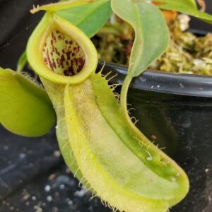 20210911_163246-R-Sept-21-300x300 Nepenthes spathulata x ampullaria – all green BE 4050
