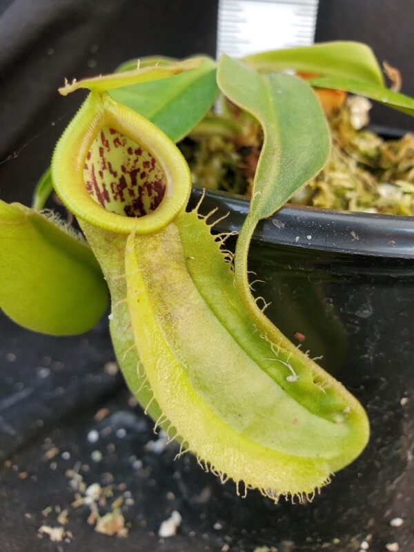 20210911_163246-R-Sept-21-600x801 Nepenthes spathulata x ampullaria – all green BE 4050