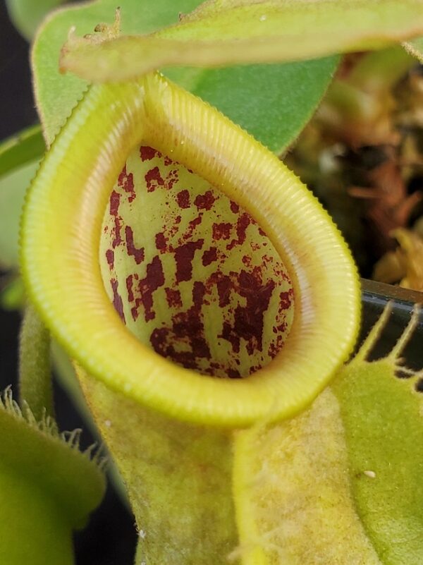 20210911_163346-R-Sept-21-600x801 Nepenthes spathulata x ampullaria – all green BE 4050
