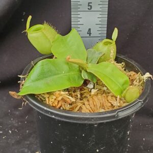 20210915_113220-R-300x300 Nepenthes ampullaria (Bau Green)