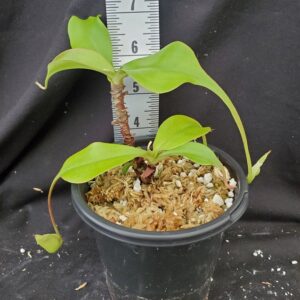 20210915_114104-R-300x300 Nepenthes rafflesiana tricolor hybrid