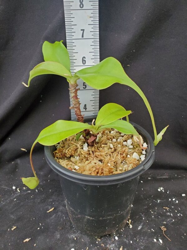 20210915_114104-R-600x801 Nepenthes rafflesiana tricolor hybrid