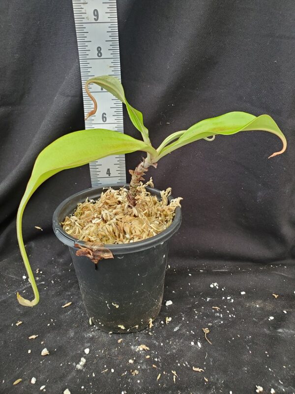 20210915_114118-R-600x801 Nepenthes rafflesiana tricolor hybrid