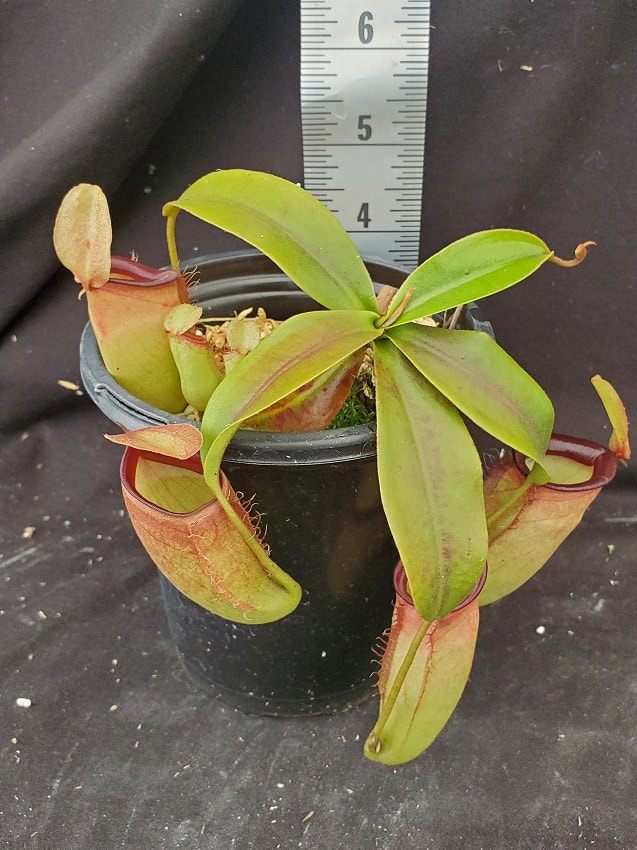 Nepenthes ampullaria x campanulata BE 3840 – Bergen Water Gardens