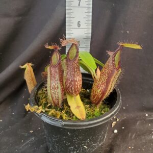 20210917_152302-R-300x300 Nepenthes hamata BE 3715