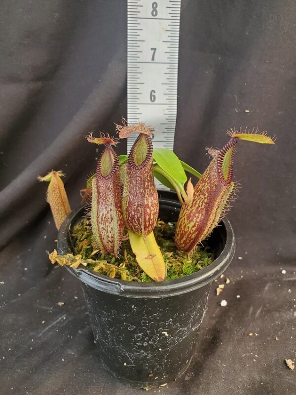 20210917_152302-R-600x801 Nepenthes hamata BE 3715