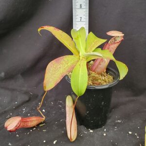20210924_124639-R-300x300 Nepenthes northiana BE 3357