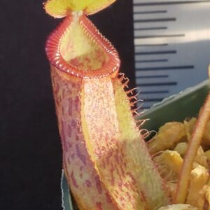 20210924_182044-R-300x300 Nepenthes hamata x (veitchii x lowii) BE 4057