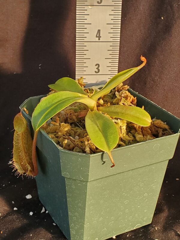 20210924_182058-R-600x801 Nepenthes hamata x (veitchii x lowii) BE 4057