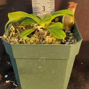20210924_182606-R-sm-300x300 Nepenthes burkei x robcantleyi BE 3752