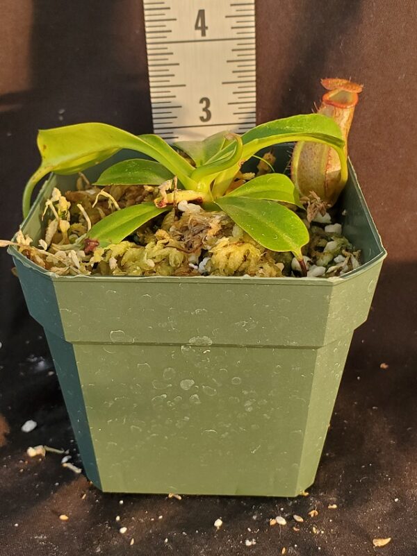 20210924_182606-R-sm-600x801 Nepenthes burkei x robcantleyi BE 3752