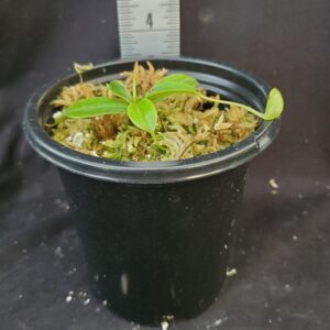 20210924_184733-r-300x300 Nepenthes sibuyanensis BE3164