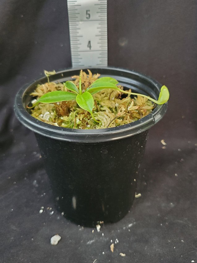Nepenthes sibuyanensis BE3164 – Bergen Water Gardens, Lotus Paradise