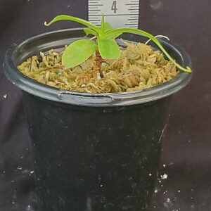 20210924_184809-R-300x300 Nepenthes sibuyanensis BE3164