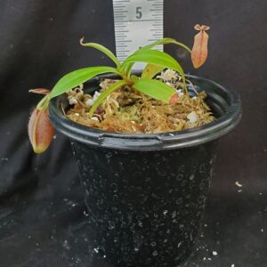 20210924_185301-R-300x300 Nepenthes gymnamphora BE 4059